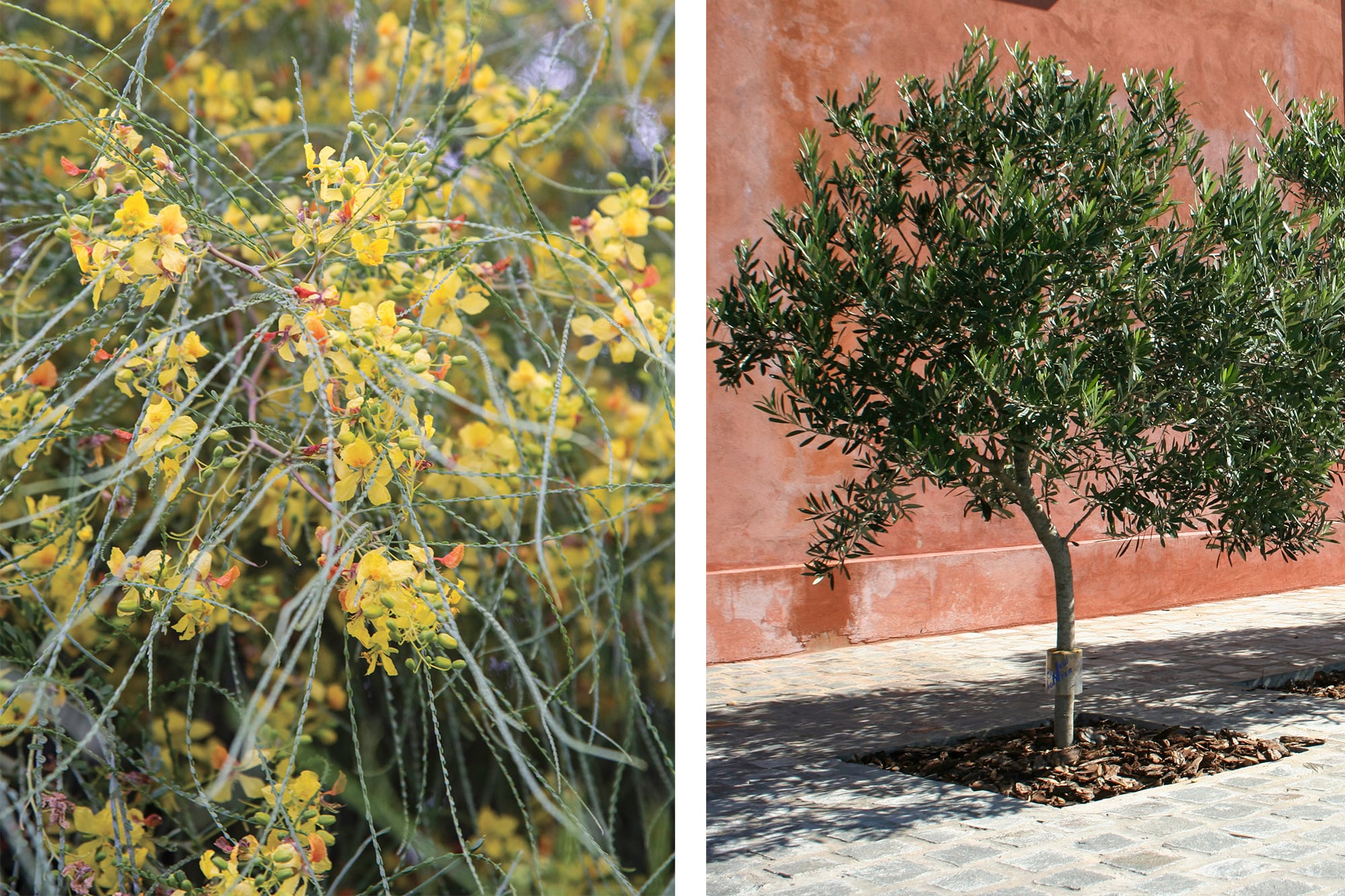 Parkinsonia aculeata y olivo son dos especies rústicas, capaces de crecer con poca disponibilidad de agua y adaptarse a distintos tipos de suelo