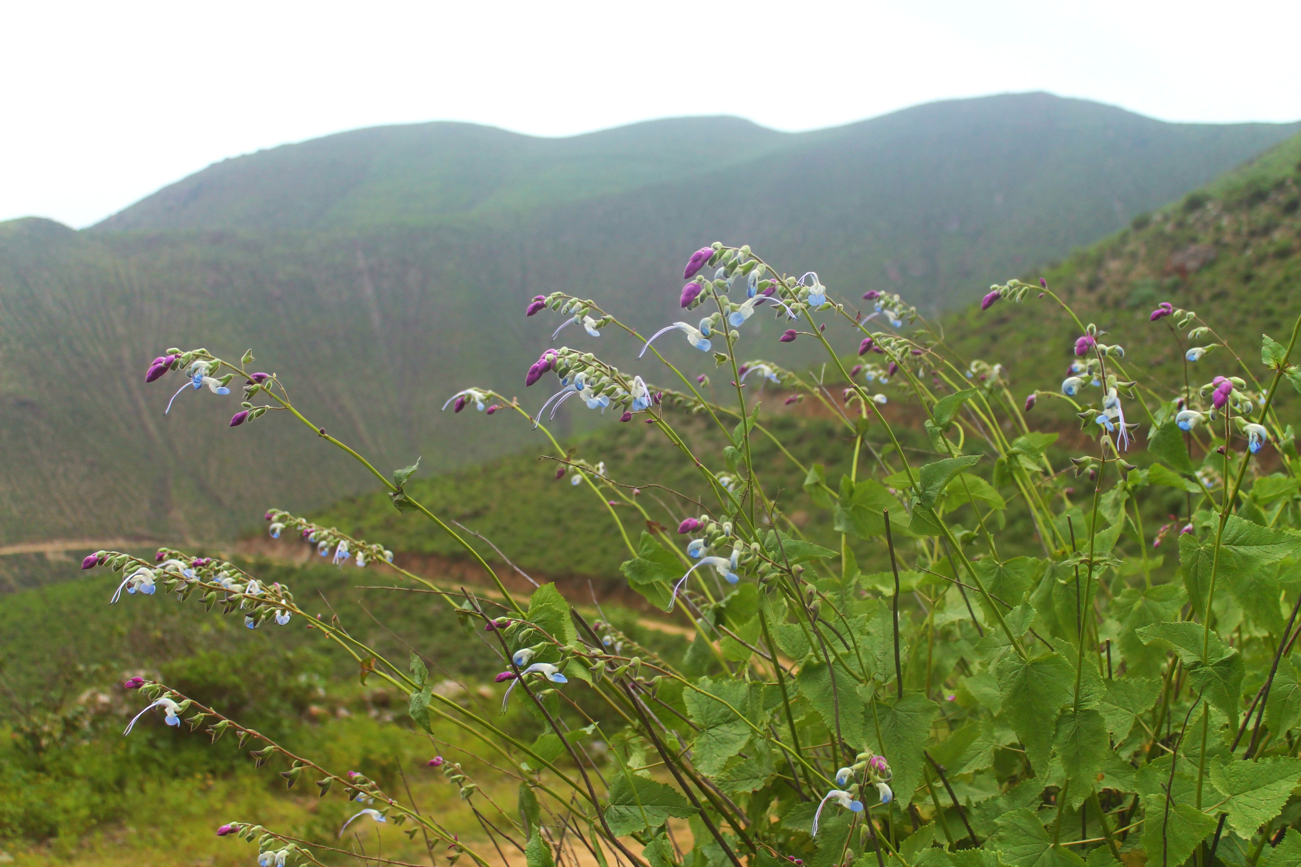 Aspecto general de la Salvia messii con flores