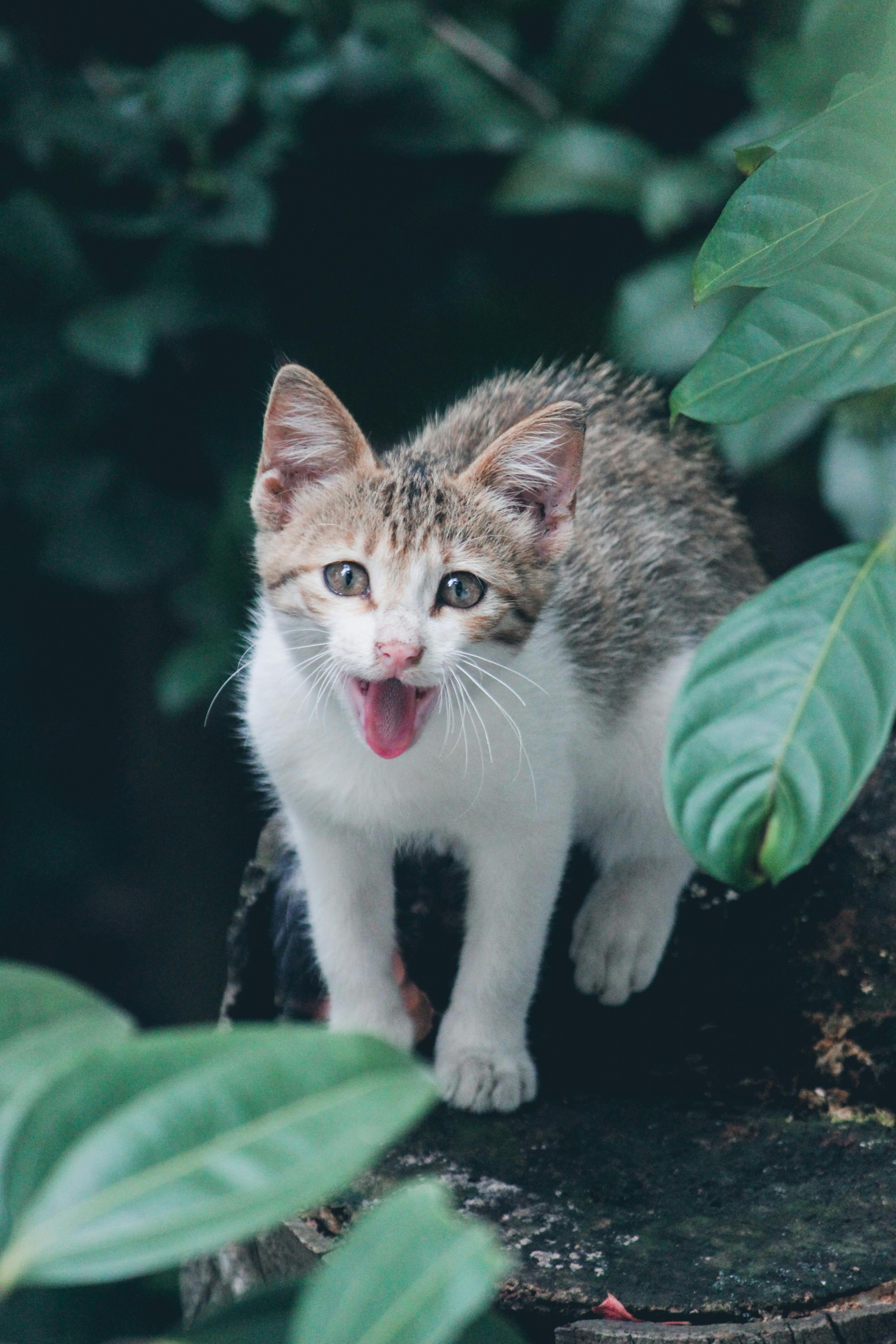 El maullido del gato puede significar hambre, frío, dolor y hasta un saludo afectuoso
