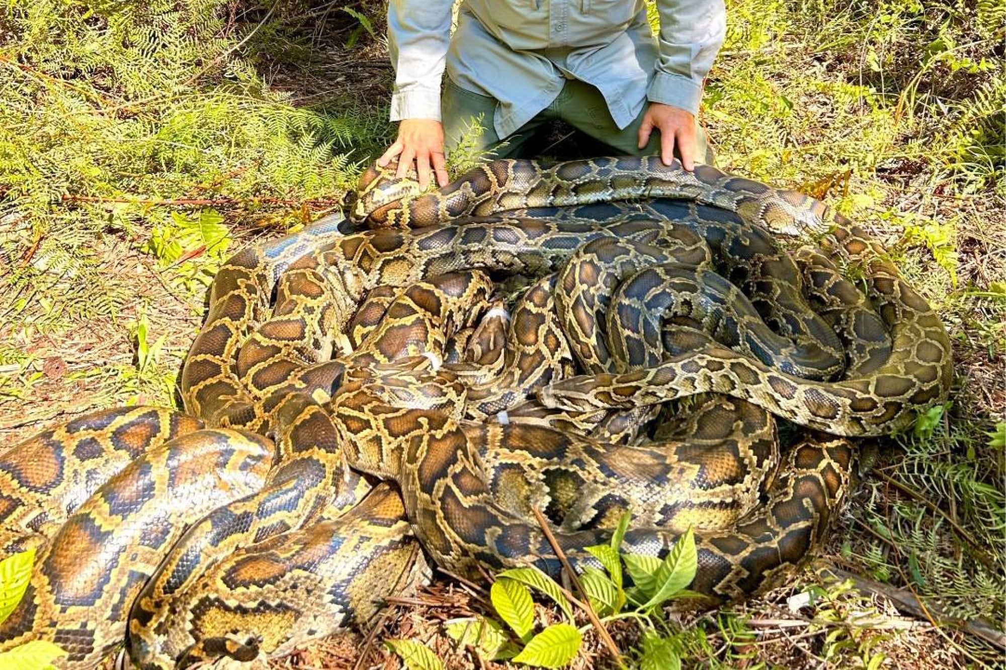 Liberan una pitón de casi 5 metros y 67 kilos, mientras Florida revela estrategia con drones para rastrear serpientes 8 De acuerdo con los registros del USGS, el programa de monitoreo continuo permite recolectar datos sobre la supervivencia, el crecimiento, los patrones de reproducción y el uso del espacio de las pitones birmanas