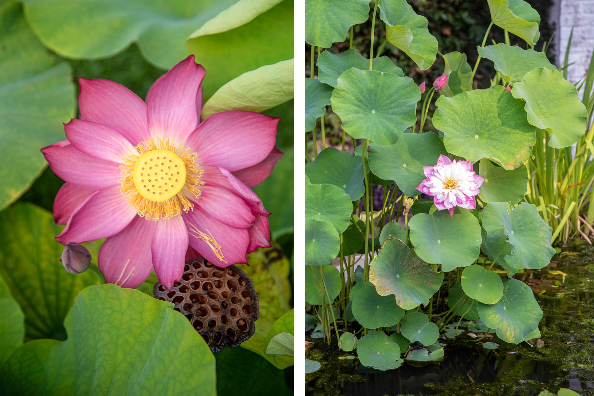 Nelumbo nucifera o loto sagrado es originario de Asia y tiene una paleta cromática variada
