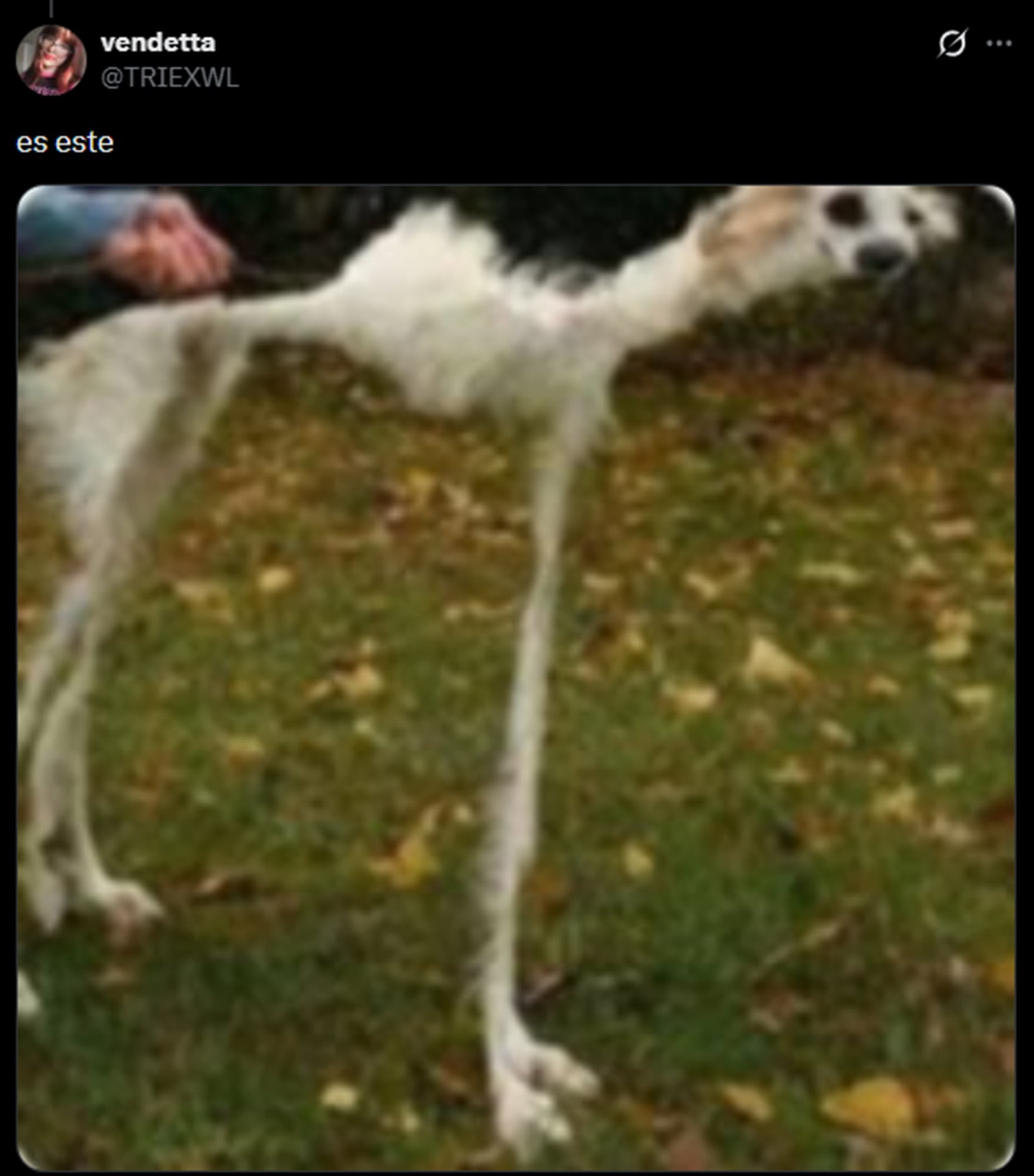 El meme del perro abandonado se hizo presente en el hilo contra Paula Chaves