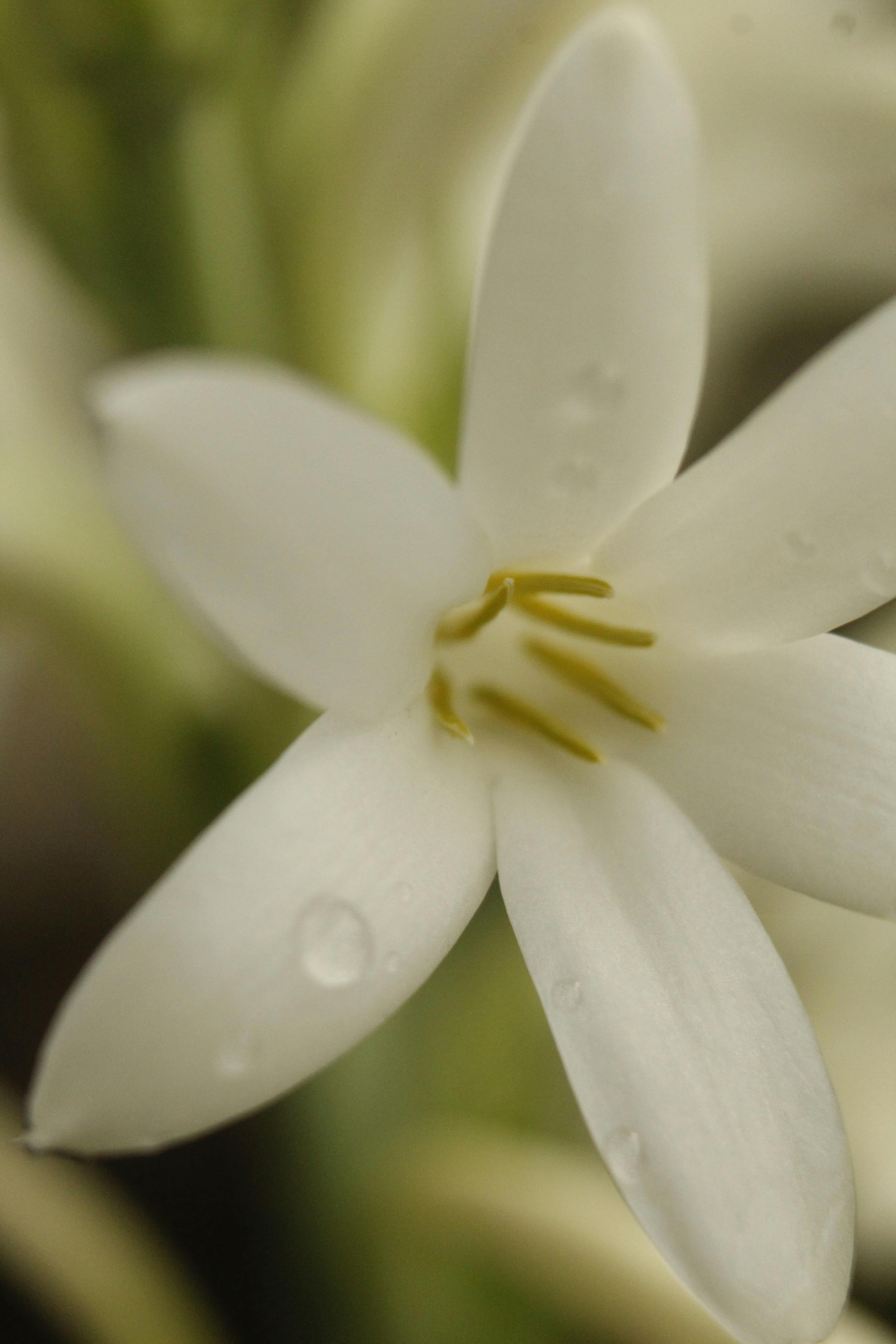 La dama de noche abre sus flores al caer el Sol