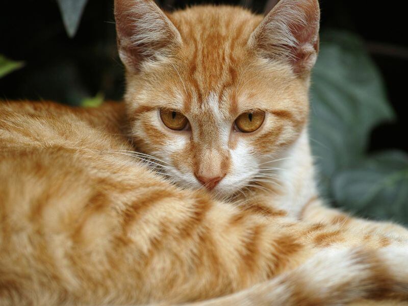 Esta fecha busca visibilizar los cuidados que hay que tomar en cuenta a la hora de adoptar un gato