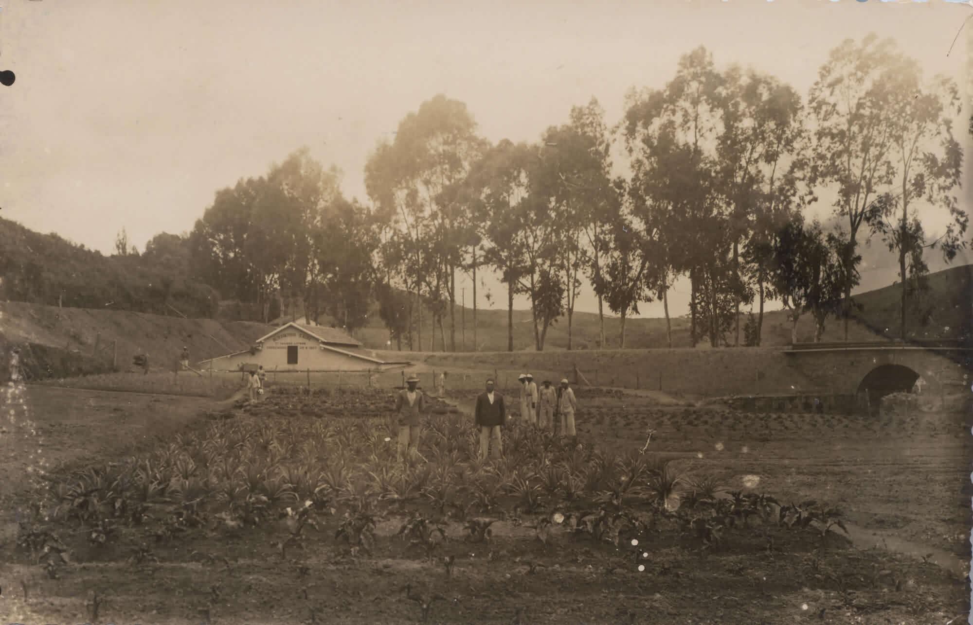 Una historia de exterminio: el Hospital Colônia de Brasil, donde murieron 60.000 personas por frío, hambre y enfermedades 12 Área de plantación en el Hospital Colônia, donde los pacientes trabajaban (Foto: Archivo Público Mineiro)
