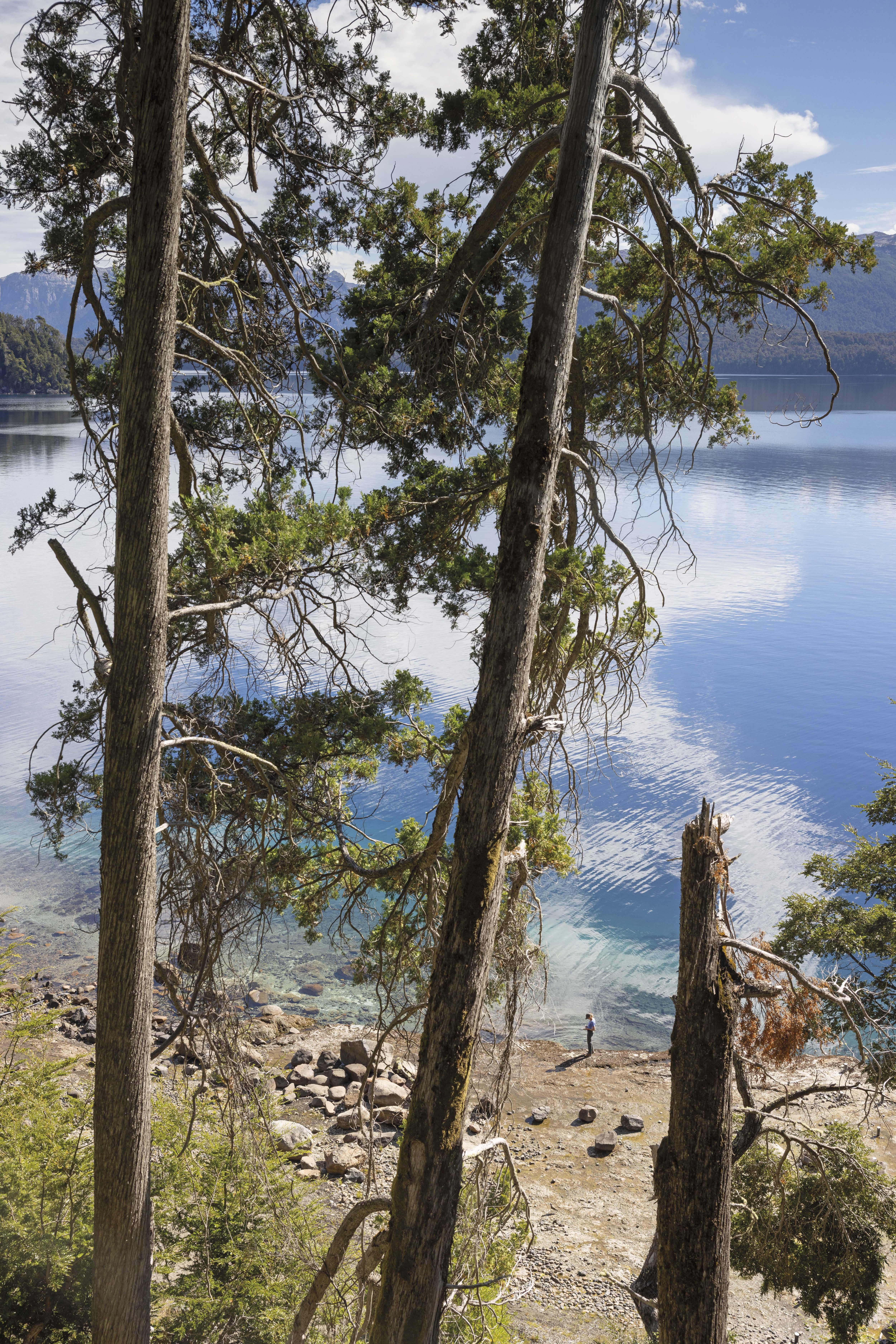 Gigantescos coihues y la costa del Nahuel Huapi vistos desde las casas de Savia Madre.