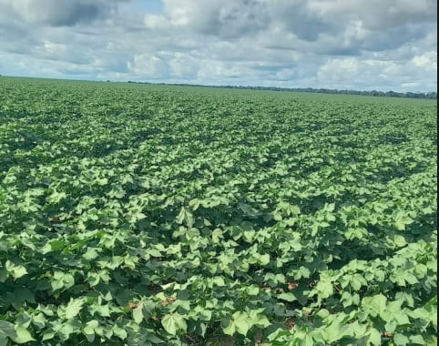 El empuje del productor brasileño sigue intacto, pero el sistema evolucionó hacia un modelo mucho más complejo e integrado