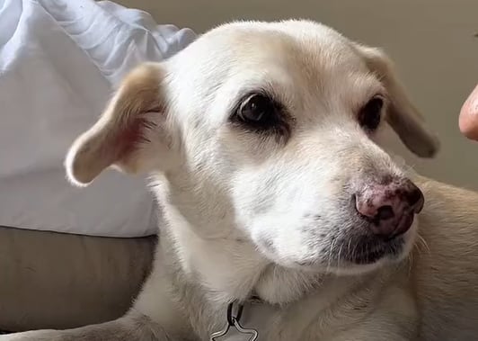 Estuvo perdida siete años, volvió a ver a su antigua dueña y el video del momento emocionó a todos