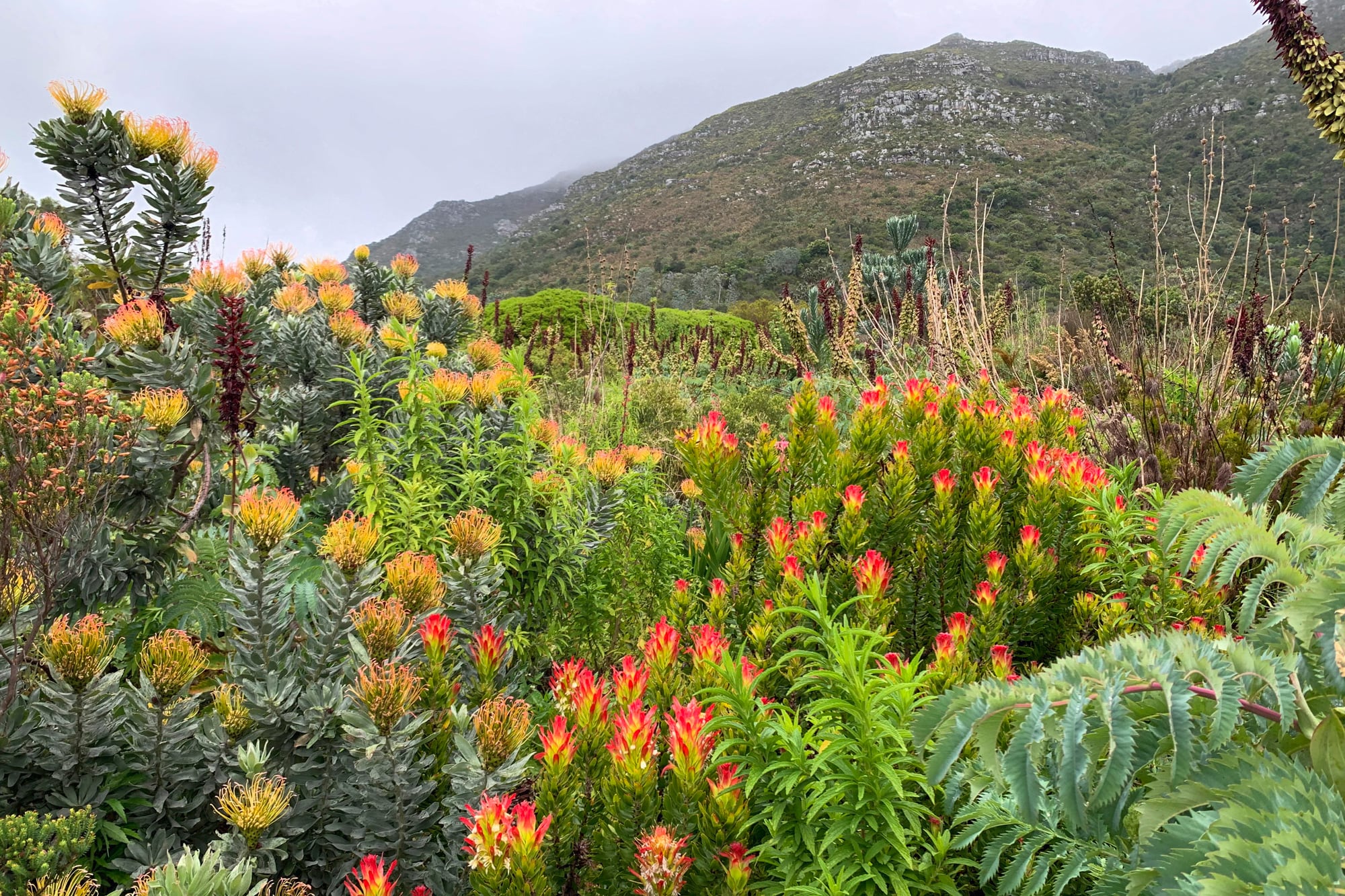 La vegetación del bioma Fynbos con la icónica Table Mountain atrás en el Jardín Botánico de Kirstenboch