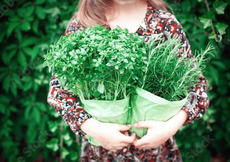 Memoria y concentración: la hierba que las refuerza y es clave