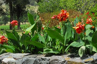 Las flores americanas que enamoraron al mundo y guardan un secreto histórico
