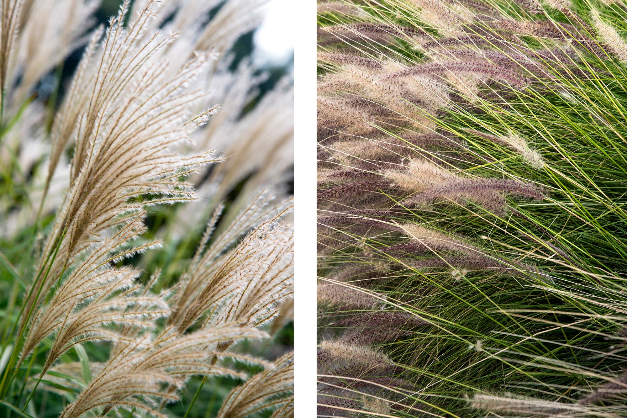 Gramíneas como Miscanthus sinensis y Pennisetum alopecuroides aportan textura, calidez y contraste en jardines con alma urbana