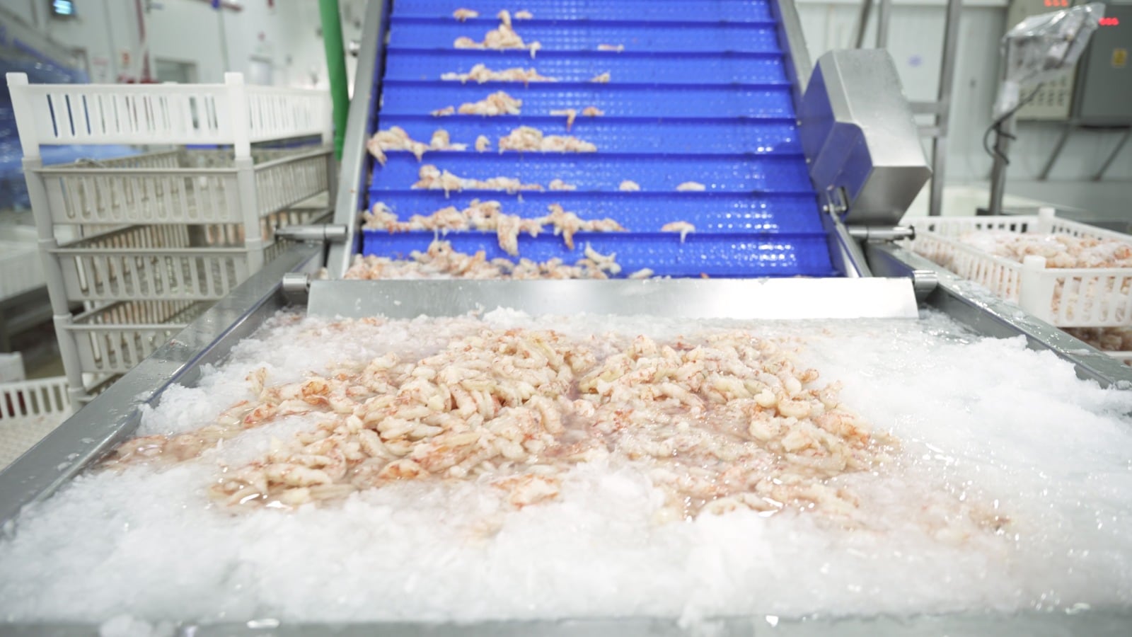 El calamar lideró las ventas externas del sector, con 163.115,7 toneladas exportadas por US$451 millones en los primeros cinco meses del año