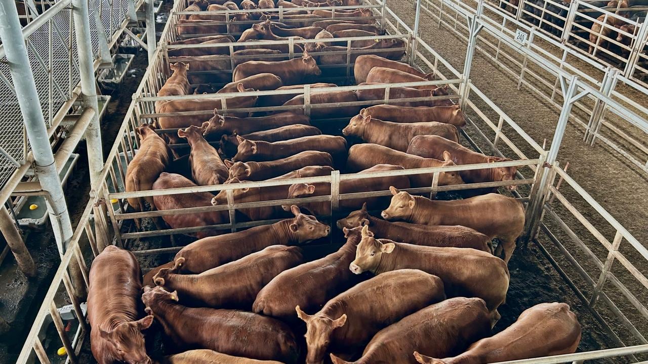 Vacunos: el valor de la hacienda se mantuvo muy firme en una subasta especial