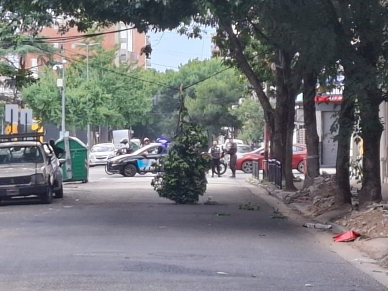 Un panal de avispas quedó colgando en Rosario