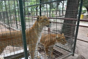 El traslado de dos ligres de La Rioja a un santuario en Entre Ríos es el primer paso del cierre de otro zoológico