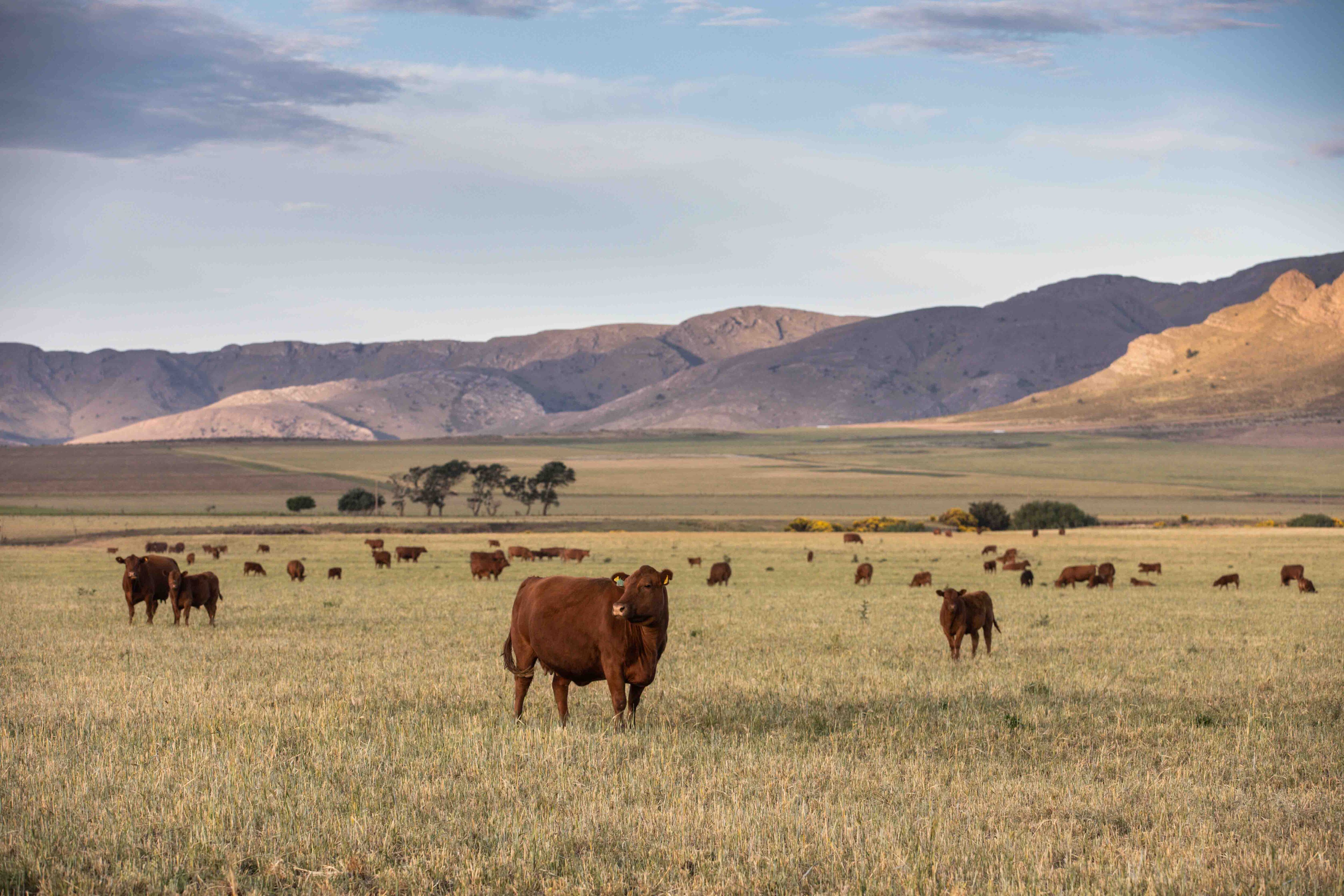 Tornquist es un municipio del sur bonaerense
