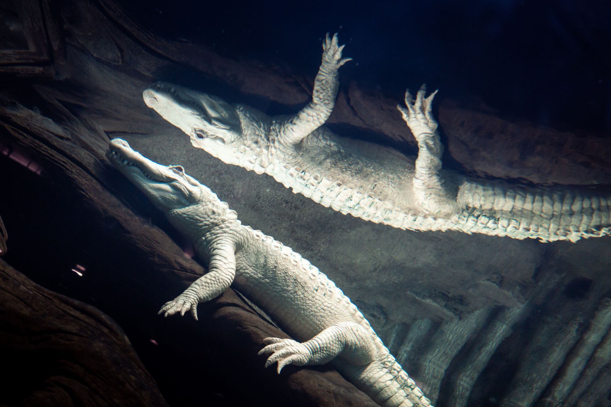 El reptil era adorado por todos los visitantes y el personal de la Academia