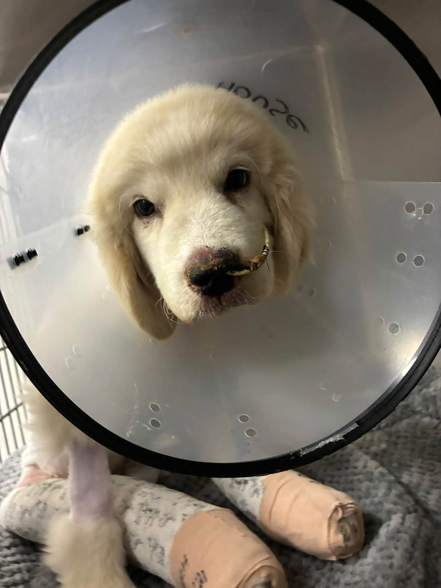 La cachorra fue sometida a una cirugía debido a la gravedad de una de sus lesiones (Foto: ThisIsHouston)