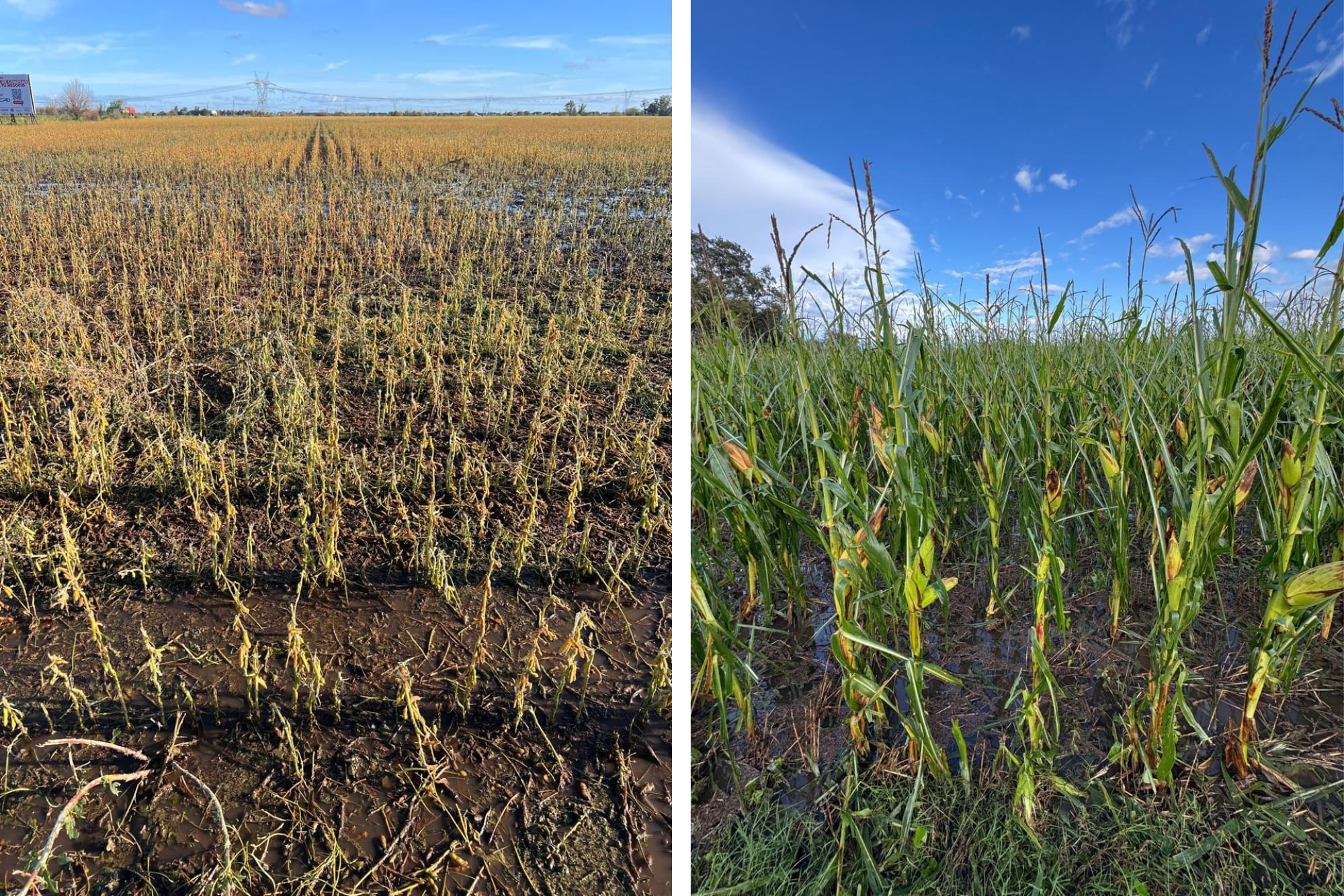 El cultivo de soja y maíz tras el paso de la granizada