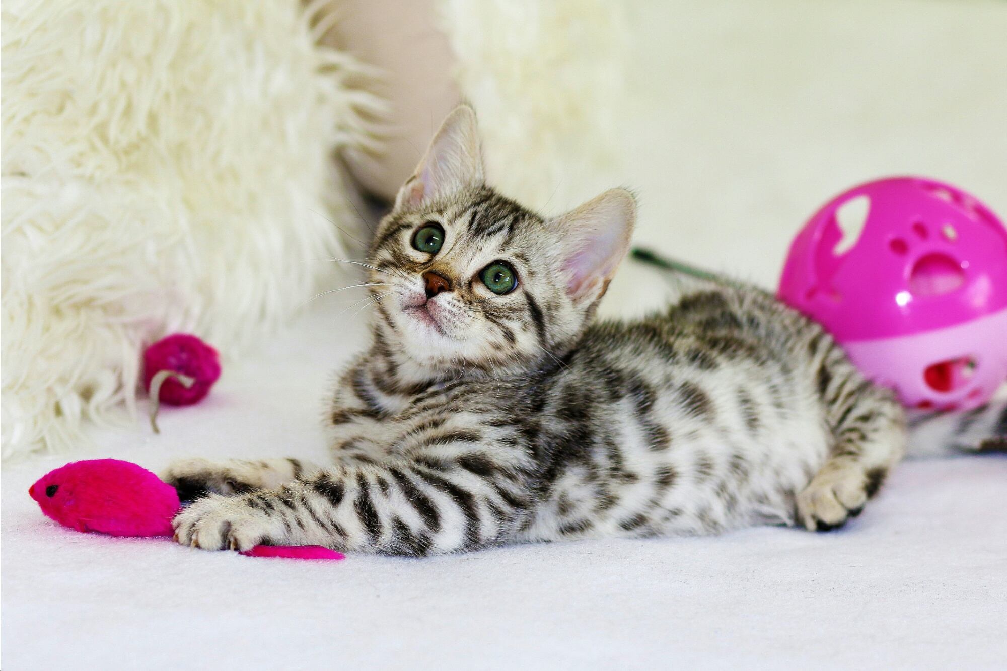 Los gatos rescatados de refugios requieren un seguimiento especial