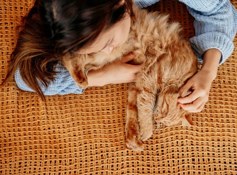 Los gatos suelen buscar prendas con el olor de sus dueños para descansar en un entorno familiar (Foto: Freepik)