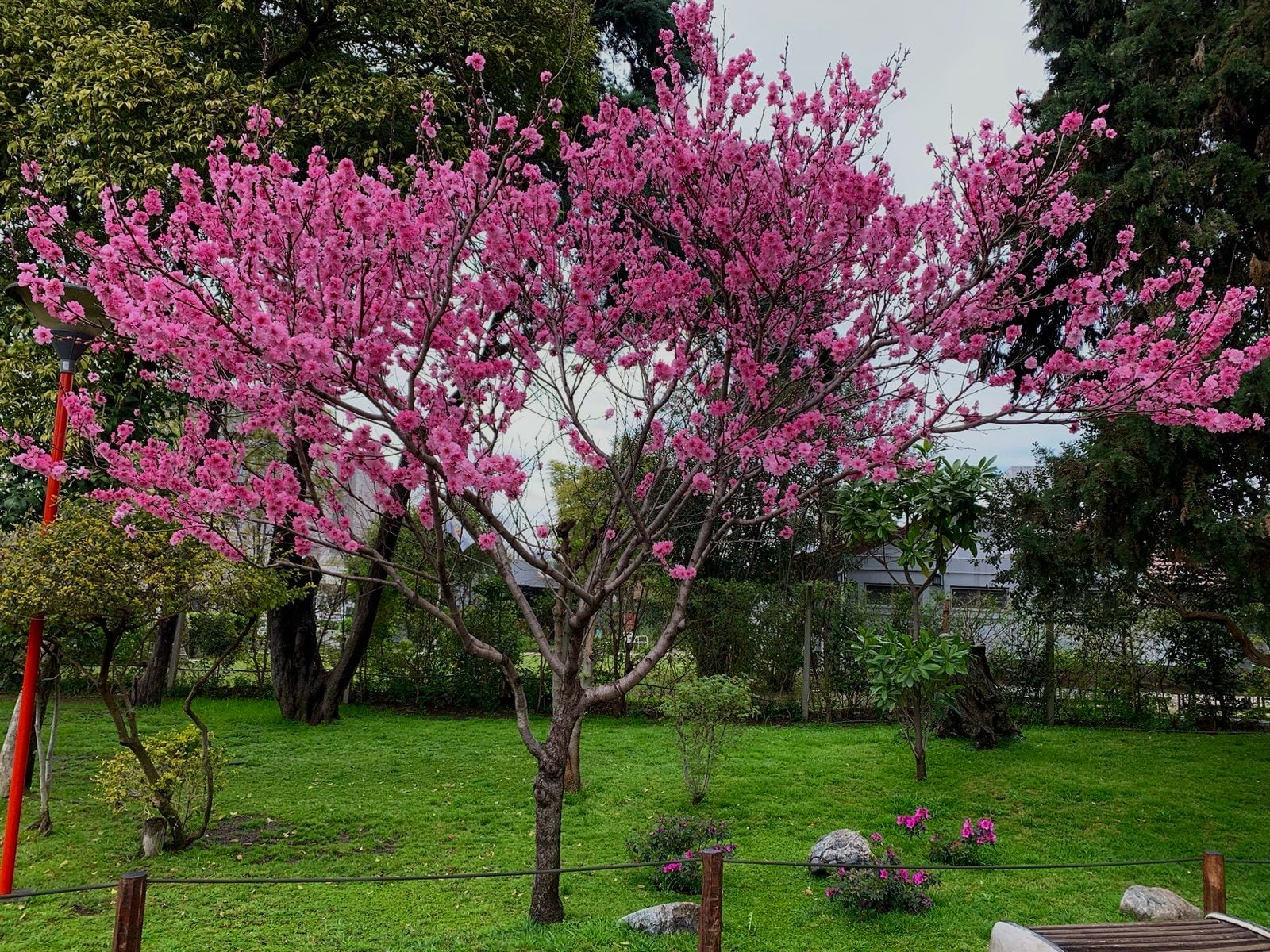 En el Jardin Japonés de Escobar se practica el Hamani, la observación de las flores
