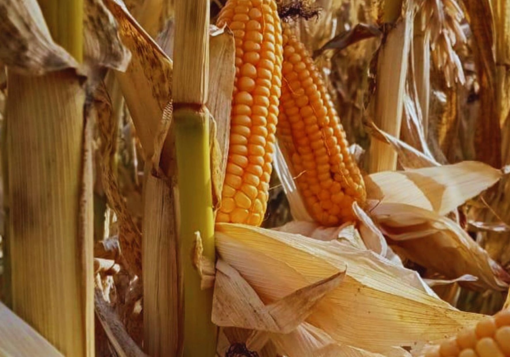 Las características particulares de estos híbridos son interesantes para las condiciones climáticas imperantes de Santa Cruz, secado rápido, resistencia a heladas moderadas en algunos estadios del cultivo) y sobre todo una ventana de cultivo que es corta, de 100 a 120 días