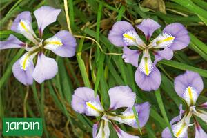 Cuáles son las 5 plantas de sombra que dan nueva vida donde no crece el pasto