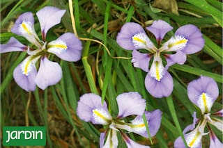 Cuáles son las 5 plantas de sombra que dan nueva vida donde no crece el pasto