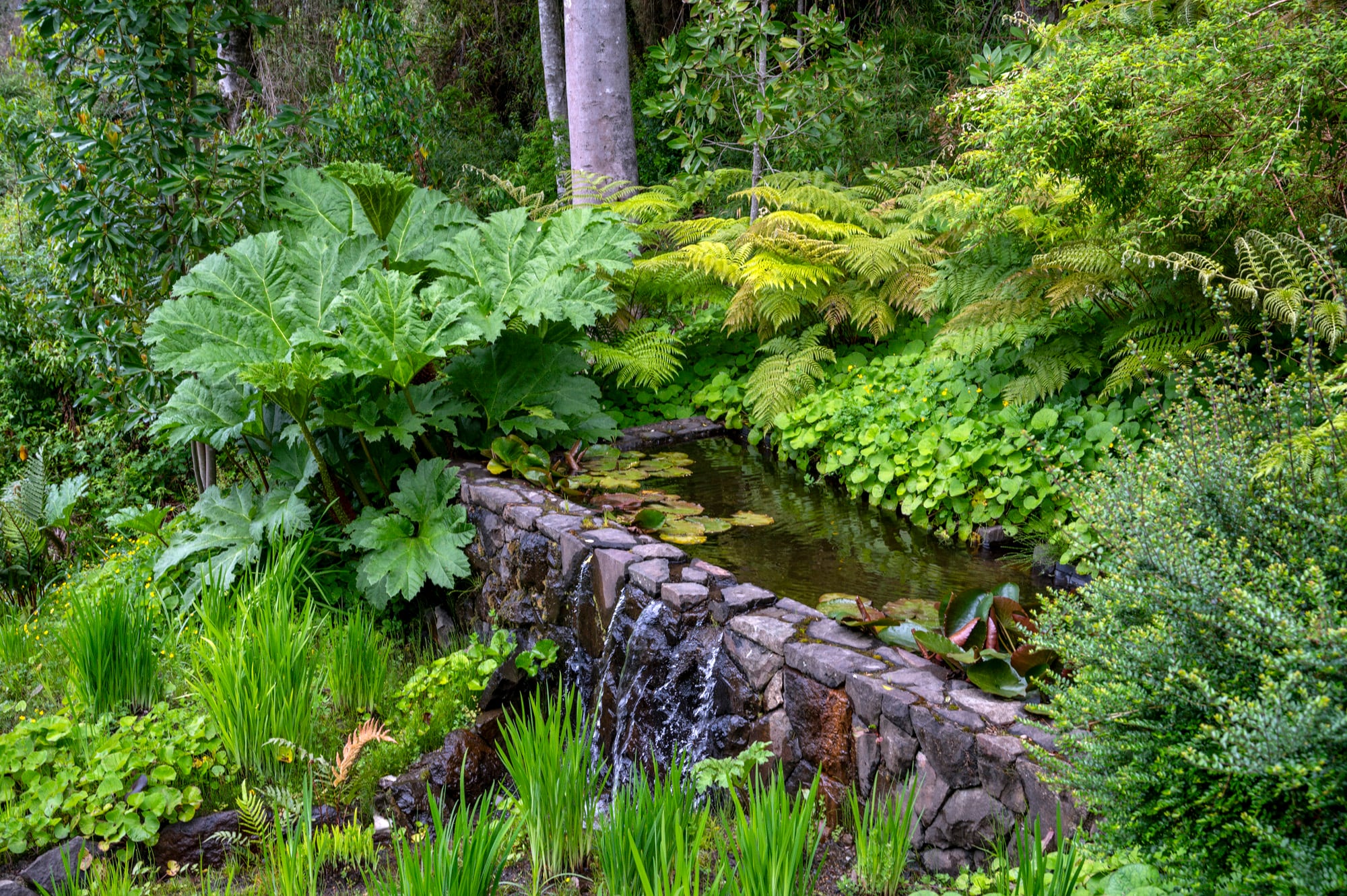 Hojas de diferentes texturas y distintos tonos de verde al borde de un estanque