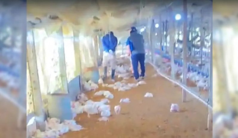 Santa Fe: Investigan Muerte de 2000 Pollos en Criadero de Recreo