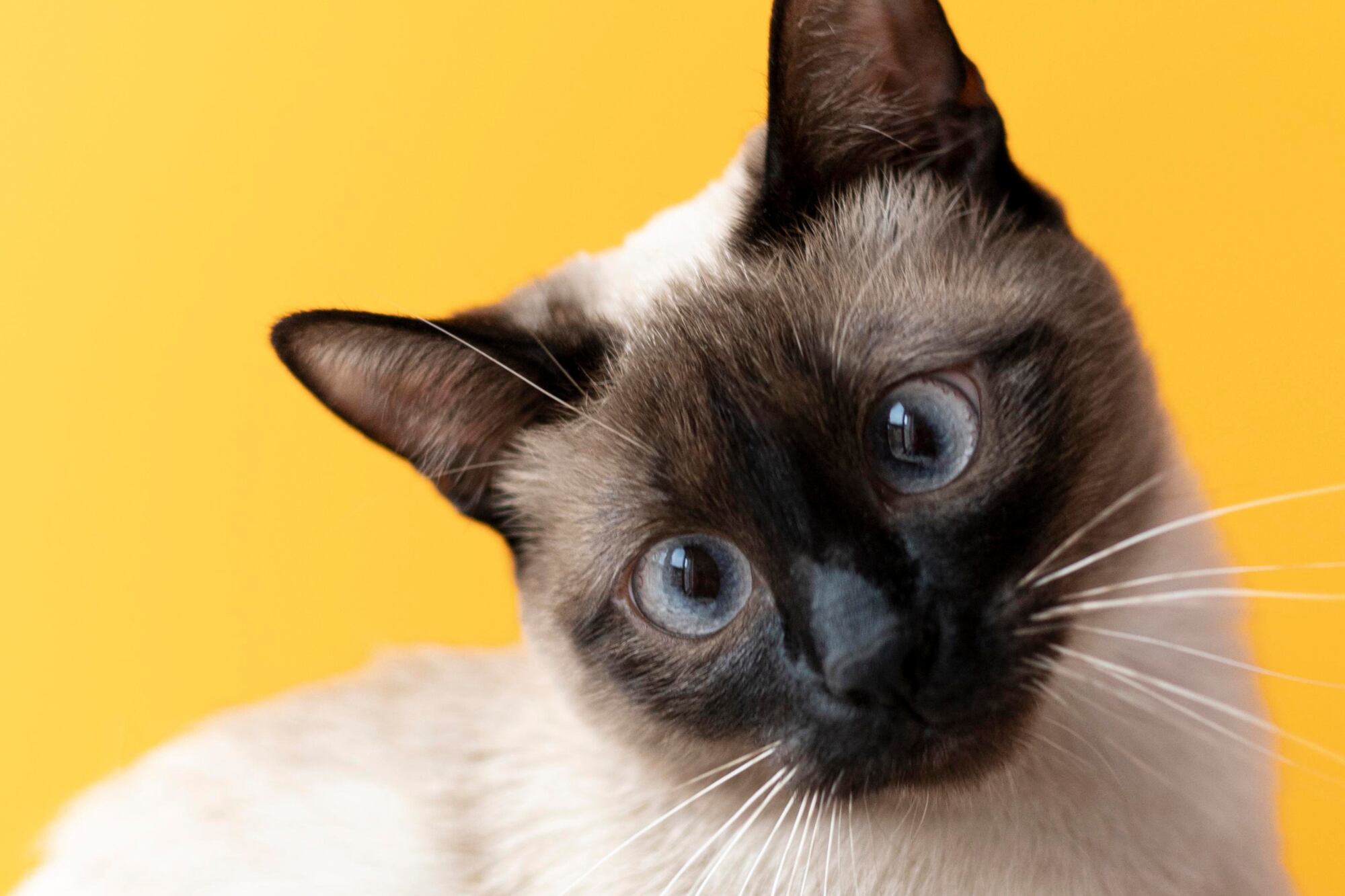 El hallazgo se dio semanas después, mientras Ruff intentaba rescatar a su gato de 16 años