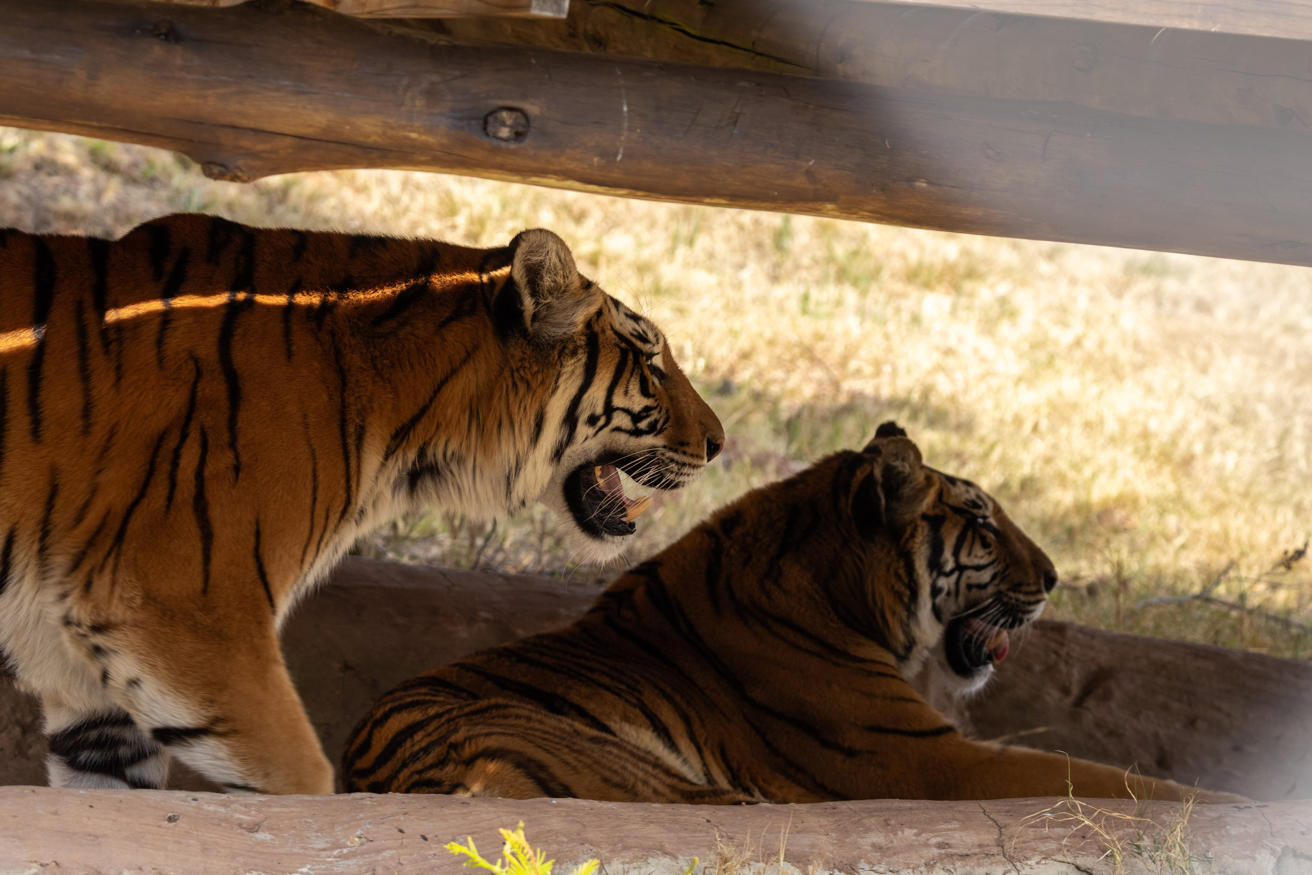 Las tigresas Valentine y Nyra permanecen juntas en Lionsrock
