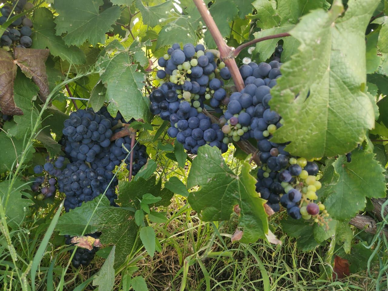 También implantaron hace cinco años media hectárea de uva de vinificar variedad Malbec con “muy buenos resultados”, ya que lograron producir su primer vino, Nanaco