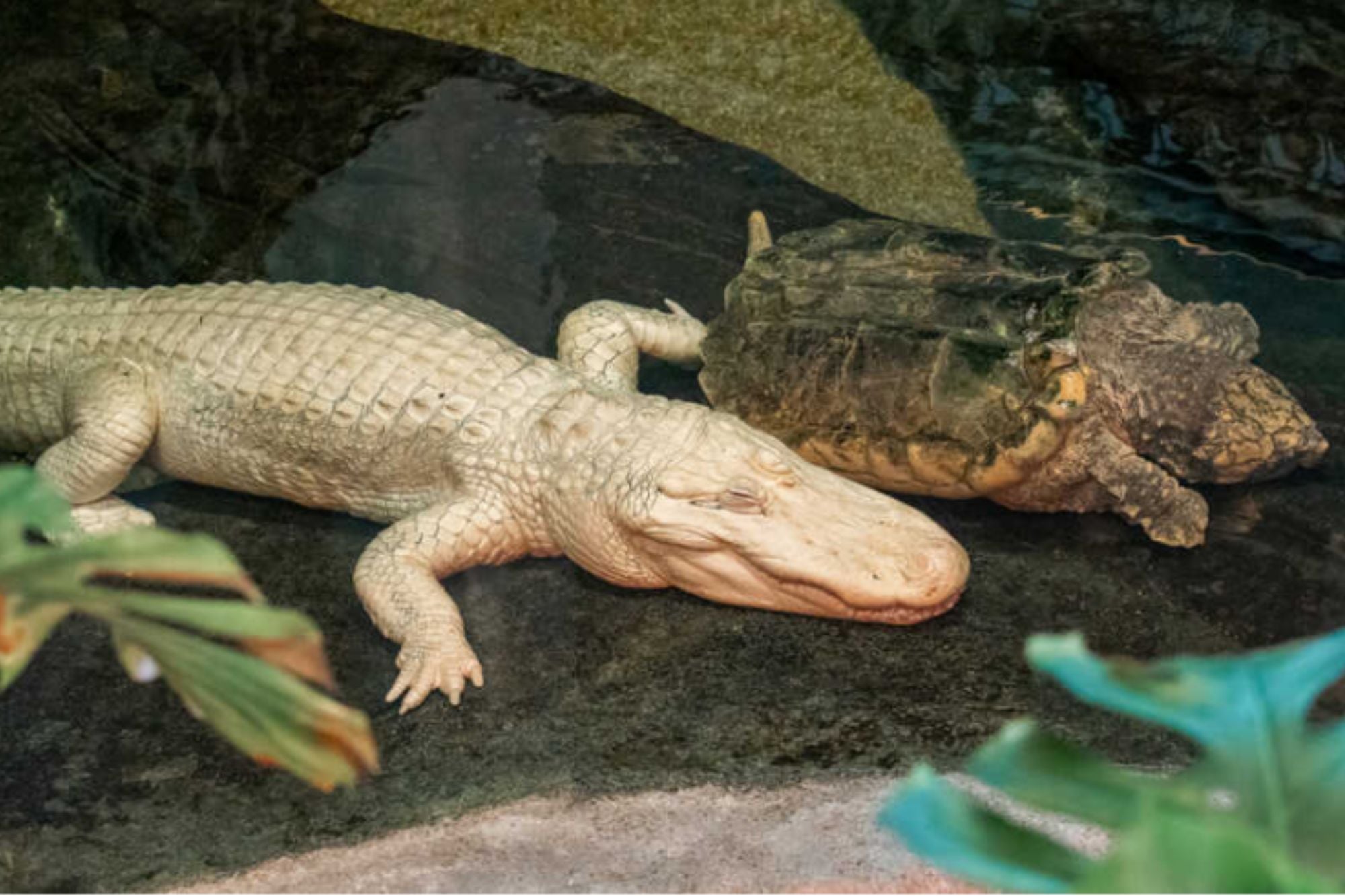 El caimán convivió con tortugas durante su estadía en el museo de California