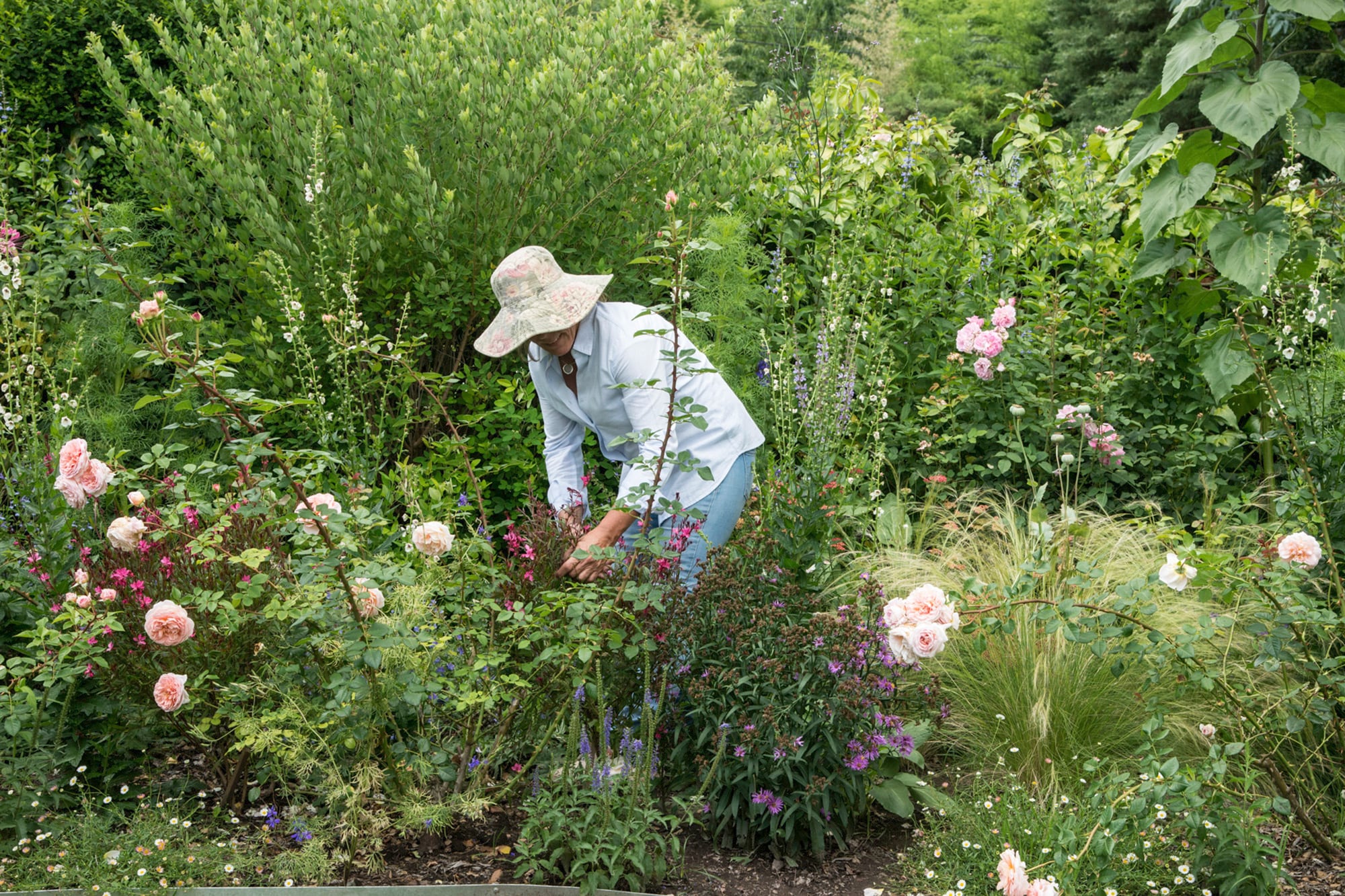 La abundante floración de la gaura empieza mucho antes de que aparezcan sus primeras flores
