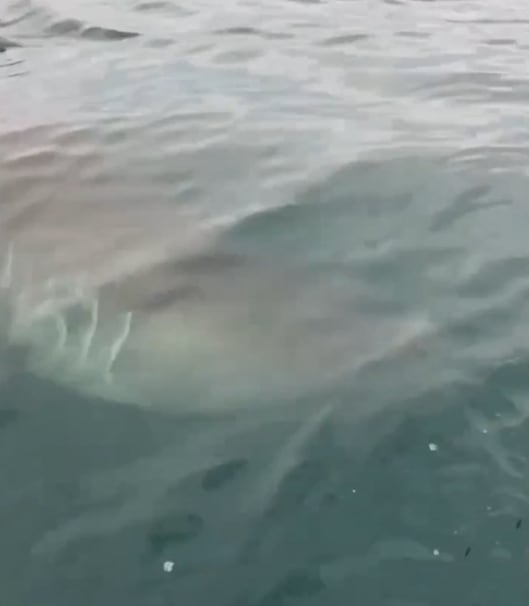 Los pescadores pudieron ver muy de cerca al tiburón blanco (Foto: X)