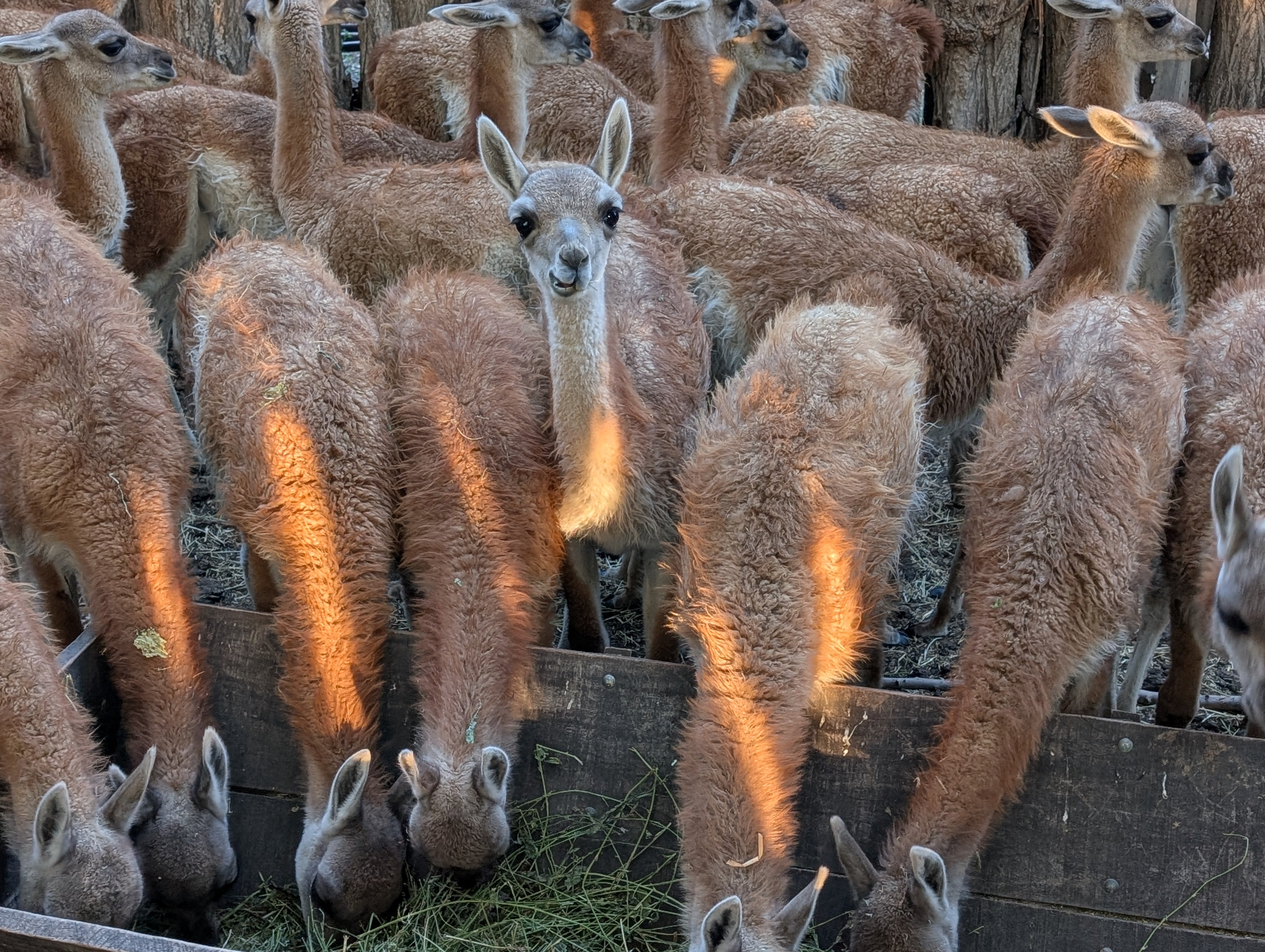 Cría de guanacos de un año en comederos de la estancia Las Tunas