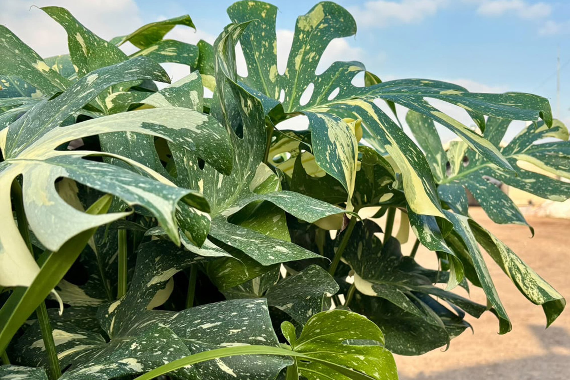 La costilla de Adán variegada o Monstera 'Thai Constellation' es una de las especies más llamativas y novedosas