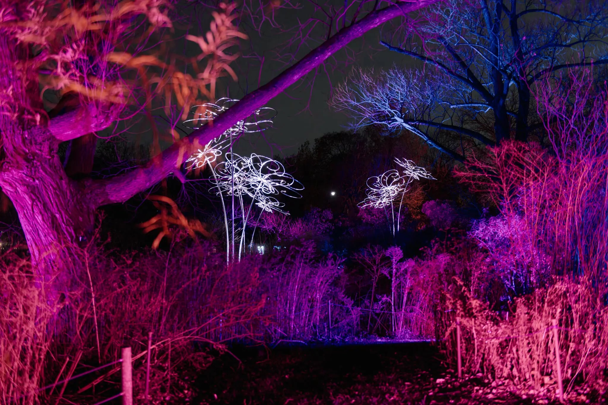 Los tradicionales espectáculos navideños de la ciudad, como el Lightscape del Jardín Botánico de Brooklyn, pueden disfrutarse por menos dinero si se va en las horas más tranquilas