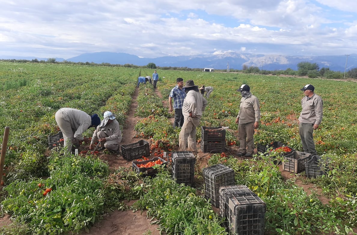 La situación también impacta en toda la cadena de valor: “No solo se afectan los productores. Hay viveros, empresas de cosecha, proveedores de insumos, mano de obra, industrias. Todo está integrado y funciona de forma coordinada. Si esto se rompe, es muy difícil de reconstruir”