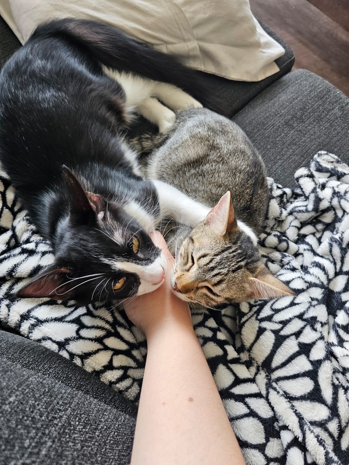 Un grupo de socios en el Lawn Tennis Club rescató a dos gatitos hermanos con una enfermedad: “Resaltó su fuerza y alegría de vivir”