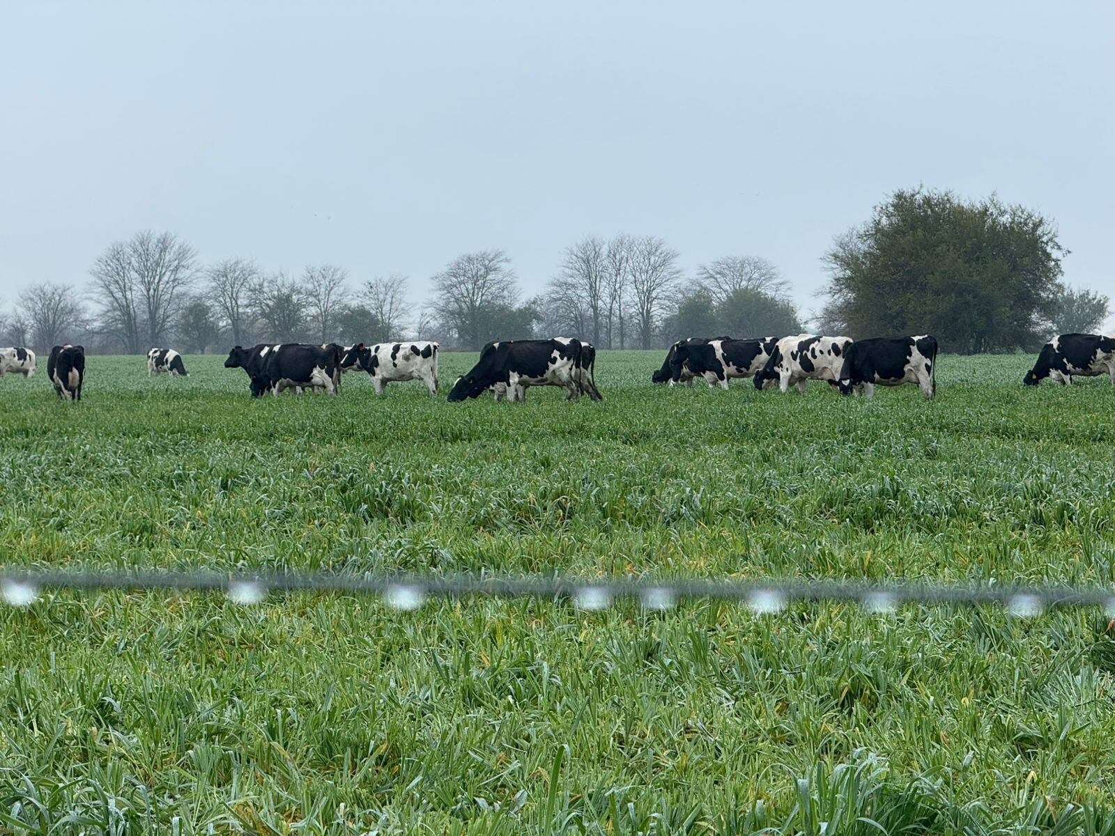 Para Trionfini, los problemas estructurales de la lechería son tres: informalidad, comercialización y sanidad
