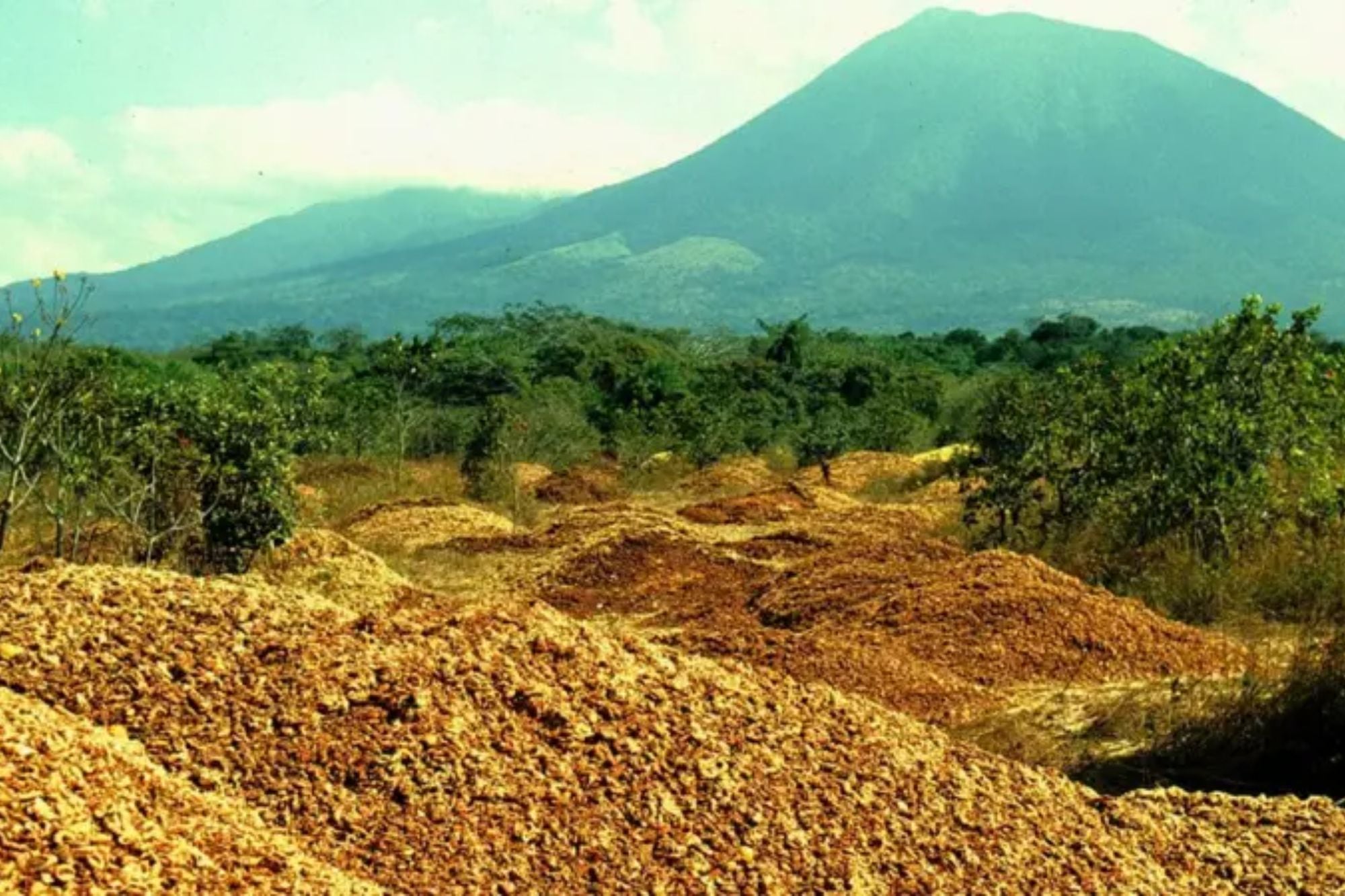 El misterio de las 12 mil toneladas de cáscaras de naranja que transformaron un desierto de Costa Rica en un bosque
