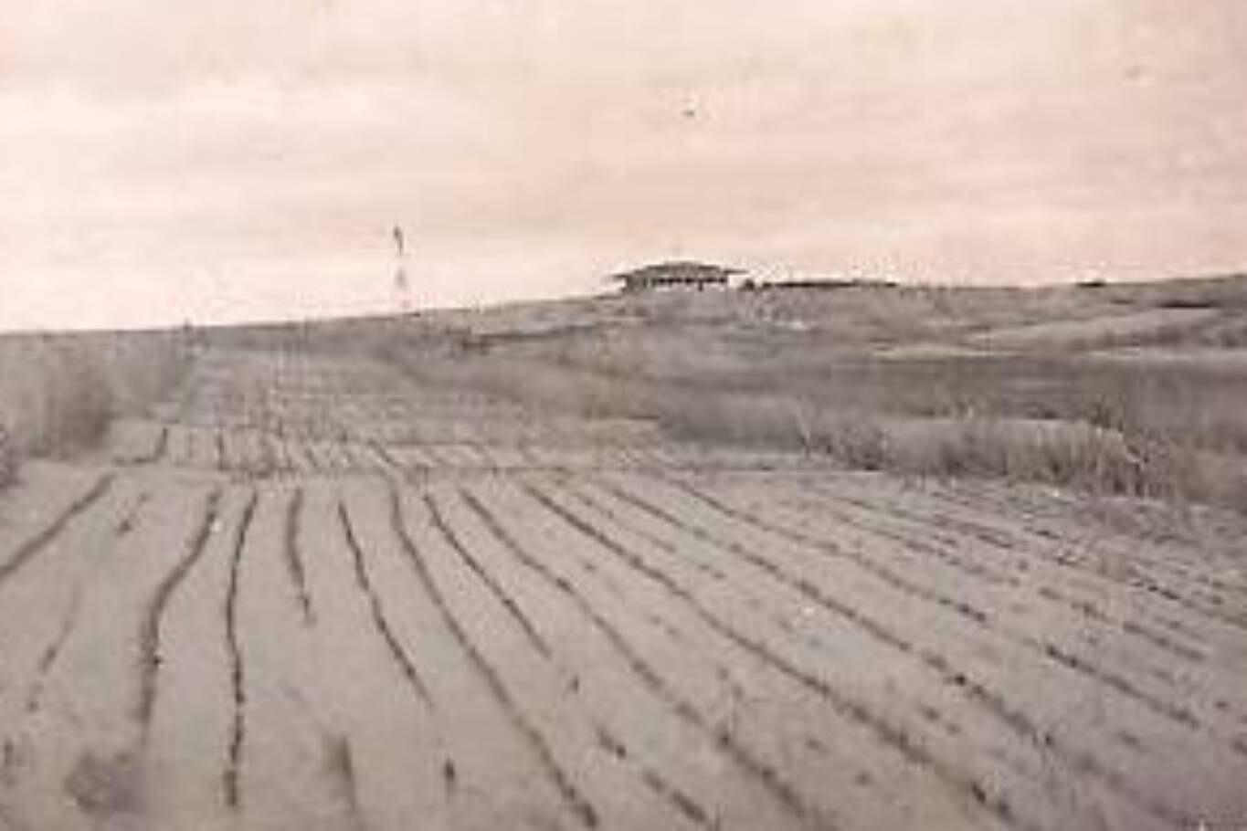 El método de fijación de los médanos y de forestación de Villa Gesell le llevó a Carlos Gesell unos 10 años de trabajo