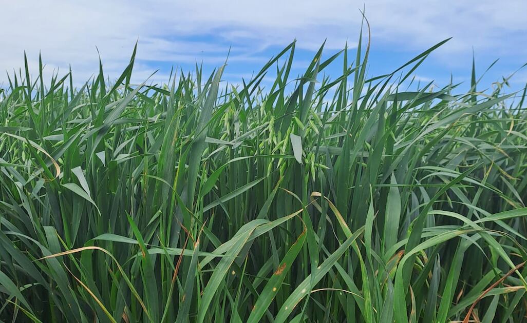 La mejor calidad de un rollo o silaje de estos cultivos se logra cuando se cortan ni bien aparecen las primeras panojas o espigas y con un cultivo lo más verde posible