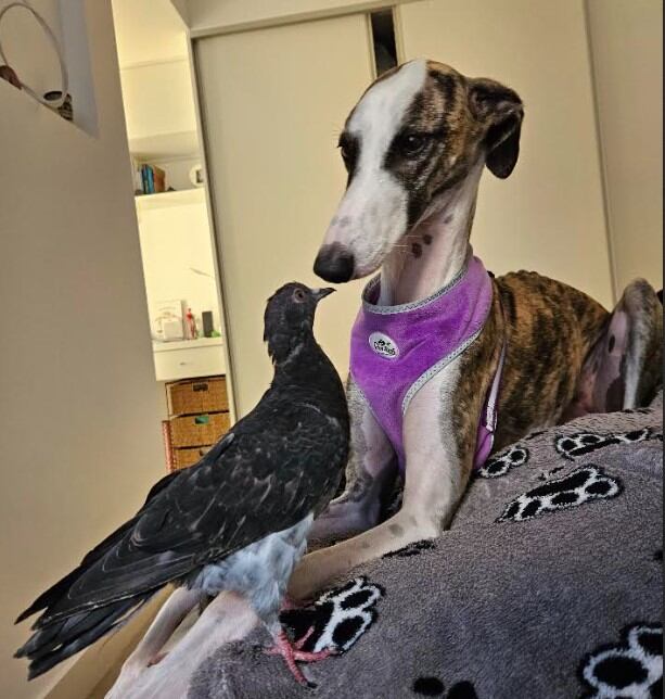 Palo tiene el corazón ocupado: está enamorado de Chula, la perra que lo encontró.