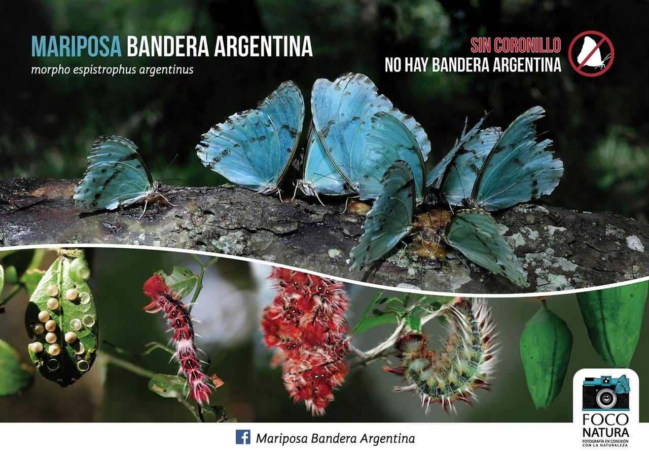 El eslogan que impulsaron desde el territorio: “Sin coronillos no hay mariposa bandera argentina”