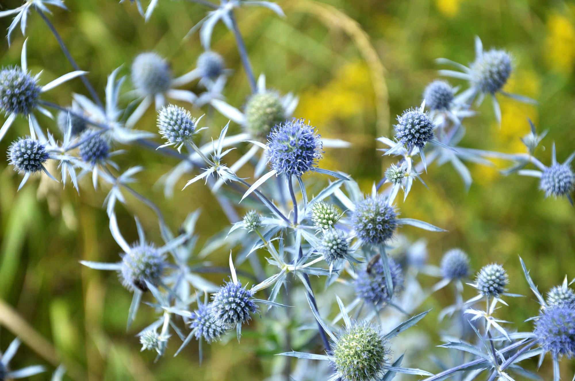 El valor ornamental de algunas especies, como Eryngium planum, alcanza su punto más alto cuando los pétalos ya cayeron